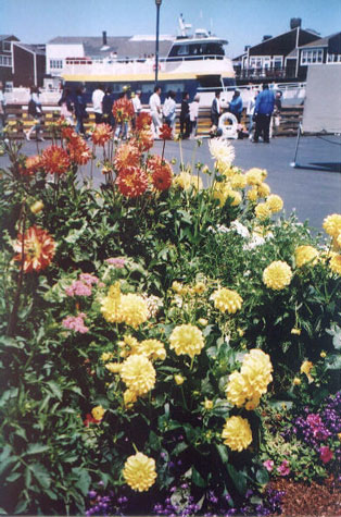 Flowers in SF